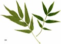 SpeciesSub: subsp. syriaca SpeciesSub: subsp. syriaca